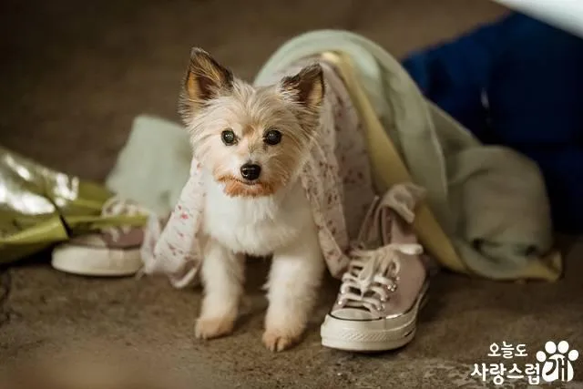 The dog breed in a good day to be a dog Kdrama 