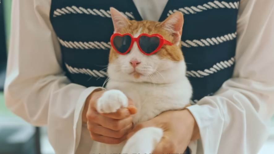 cat heart sunglasses in O'PENing cat war