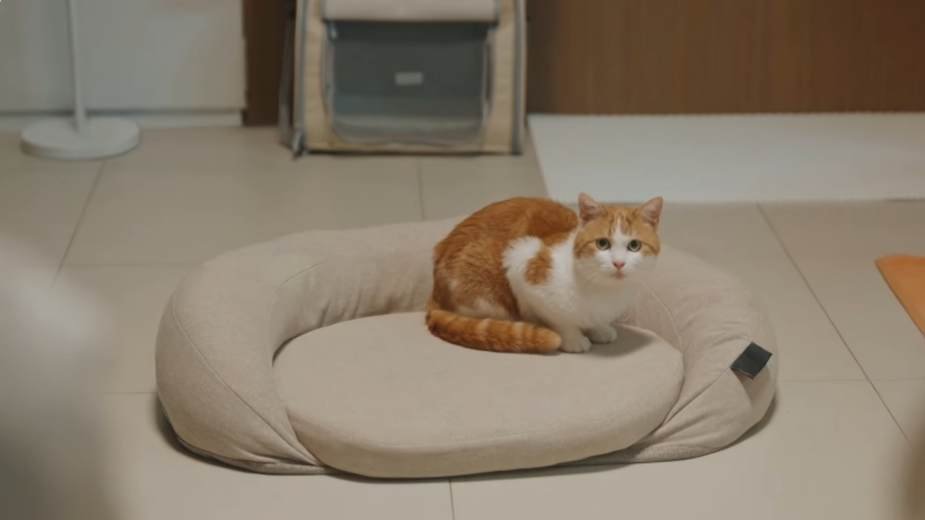 The cat in tvn drama special O'PENing cat custody war